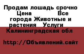 Продам лошадь срочно › Цена ­ 30 000 - Все города Животные и растения » Услуги   . Калининградская обл.